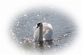 mute swan, mute swans-9